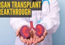 शास्त्रज्ञांनी ‘अनुवांशिक की’ अनलॉक केली ज्यामुळे प्रत्यारोपणाच्या रुग्णांसाठी अवयवांची कमतरता दूर होऊ शकते |