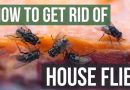 माशांना घरातून नैसर्गिकरित्या कसे दूर करावे: 6 त्यांना तिरस्कार करणारे वास आणि ते वापरण्याचे मार्ग |