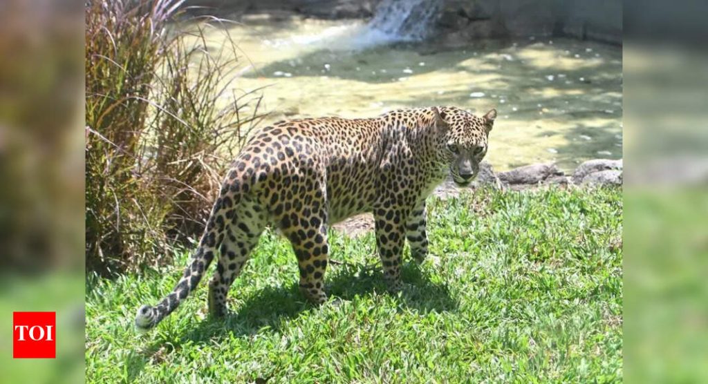 पिंपरखेड गावात बिबट्यासोबत झालेल्या चकमकीत महिला हादरली