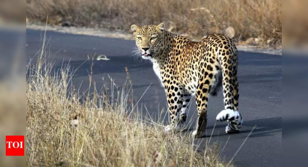 जुन्नरमध्ये ताज्या बिबट्याच्या हल्ल्यात 27 वर्षीय तरुण जखमी
