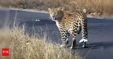 जुन्नरमध्ये ताज्या बिबट्याच्या हल्ल्यात 27 वर्षीय तरुण जखमी