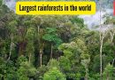 जगातील 10 सर्वात मोठी वर्षावन आणि ती कुठे शोधायची |