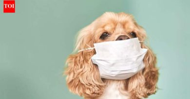 दिल्लीतील प्रदूषित हवेमुळे श्वसनाचा त्रास आणि कुत्र्यांमध्ये ब्राँकायटिस कसा होतो |