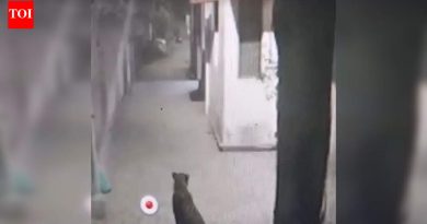 रविवारी पहाटे पुण्यातील औंध परिसरात बिबट्या दिसला