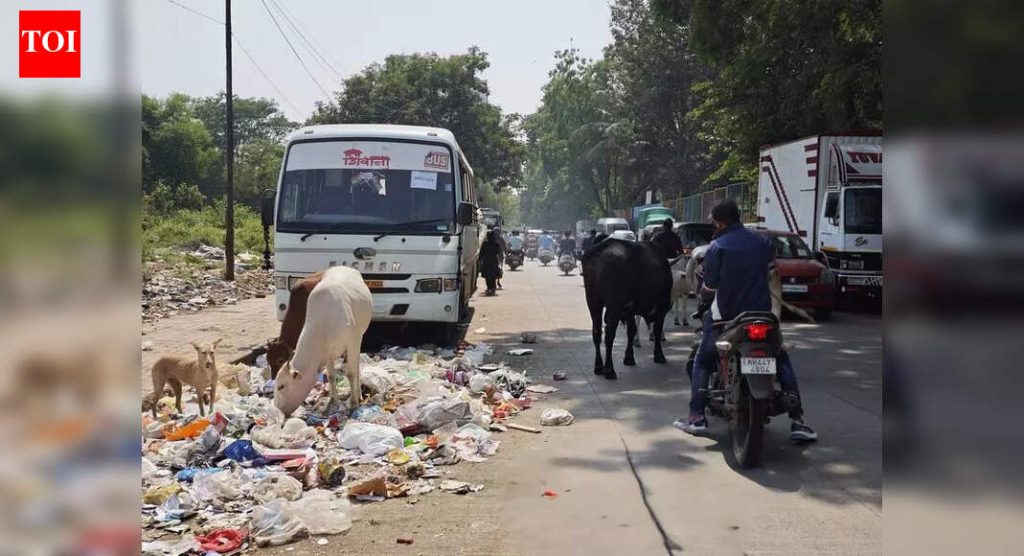 पुण्यातील कचऱ्याचे ढिगारे भटक्या गुरांना आकर्षित करतात, वाहतूक कोंडी आणि अपघात