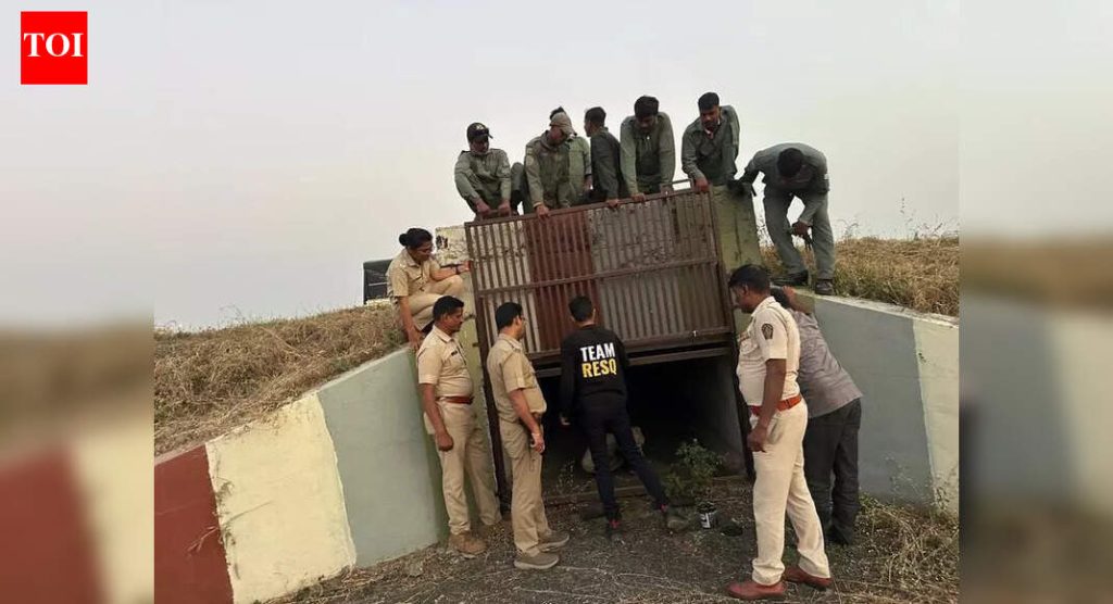मोठ्या मांजराच्या ताज्या दर्शनानंतर पुणे विमानतळावर अतिरिक्त ट्रॅप कॅमेरे