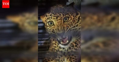 जुन्नर आणि आजूबाजूला बिबट्यांचे बिनधास्त राज्य: ‘ऊसाच्या शेतातील राजे’ लुप्त होत चाललेल्या स्पर्धकांमध्ये भरभराट