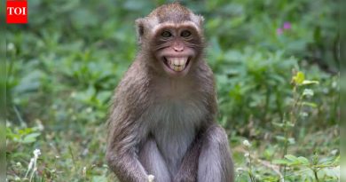 माकडांना आपल्या घरापासून सुरक्षित आणि प्रभावीपणे कसे दूर ठेवावे |