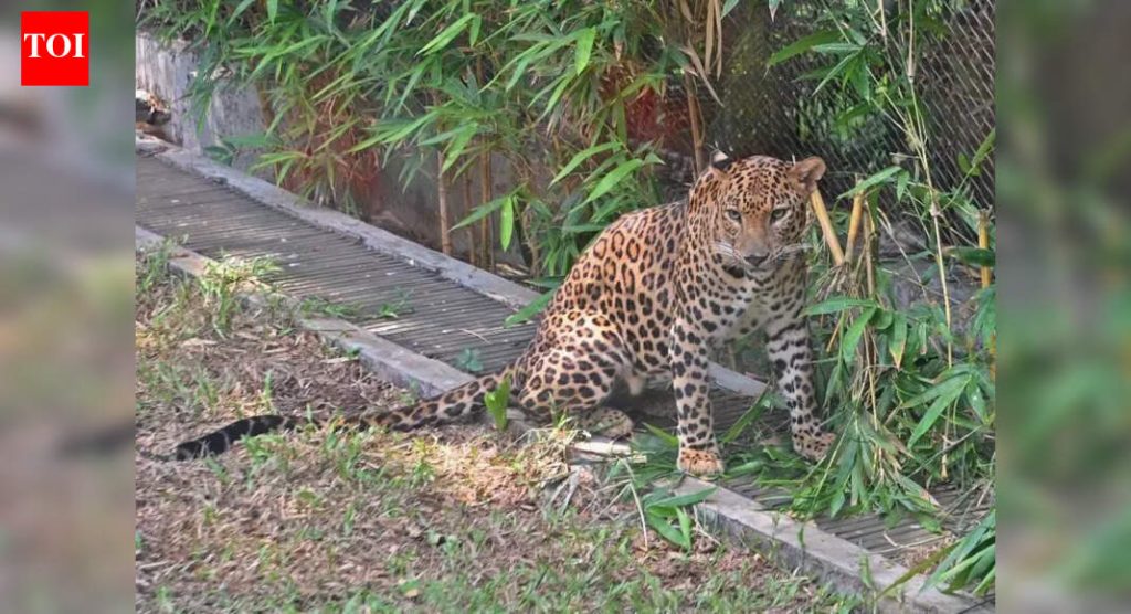 महाची बिबट्या नसबंदी चाचणी, भारतातील पहिली, पुण्यातील जुन्नर येथून 5 प्रौढ महिलांसह लवकरच सुरू होणार आहे.