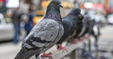 कबूतर विष्ठेची घातक सावली : एका सत्य घटनेतून शिकलेला धडा