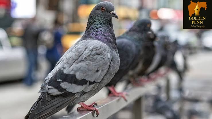 कबूतर विष्ठेची घातक सावली : एका सत्य घटनेतून शिकलेला धडा