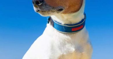 2025 साठी शीर्ष 10 सर्वात लोकप्रिय कुत्र्यांची नावे