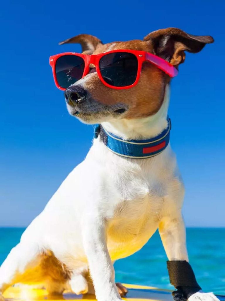 2025 साठी शीर्ष 10 सर्वात लोकप्रिय कुत्र्यांची नावे