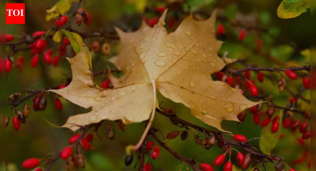 Berberine: वजन कमी करण्यासाठी व्हायरल “निसर्ग ओझेम्पिक”; संशोधन प्रत्यक्षात काय म्हणते ते येथे आहे |
