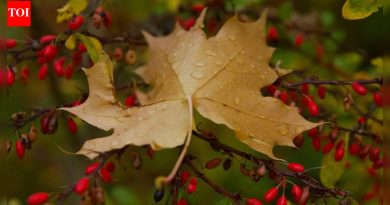 Berberine: वजन कमी करण्यासाठी व्हायरल “निसर्ग ओझेम्पिक”; संशोधन प्रत्यक्षात काय म्हणते ते येथे आहे |