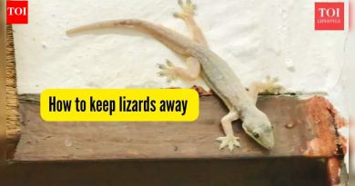 सरडे आपल्या घरापासून दूर कसे ठेवावे? 5 व्यावहारिक मार्ग जे नेहमी कार्य करतात