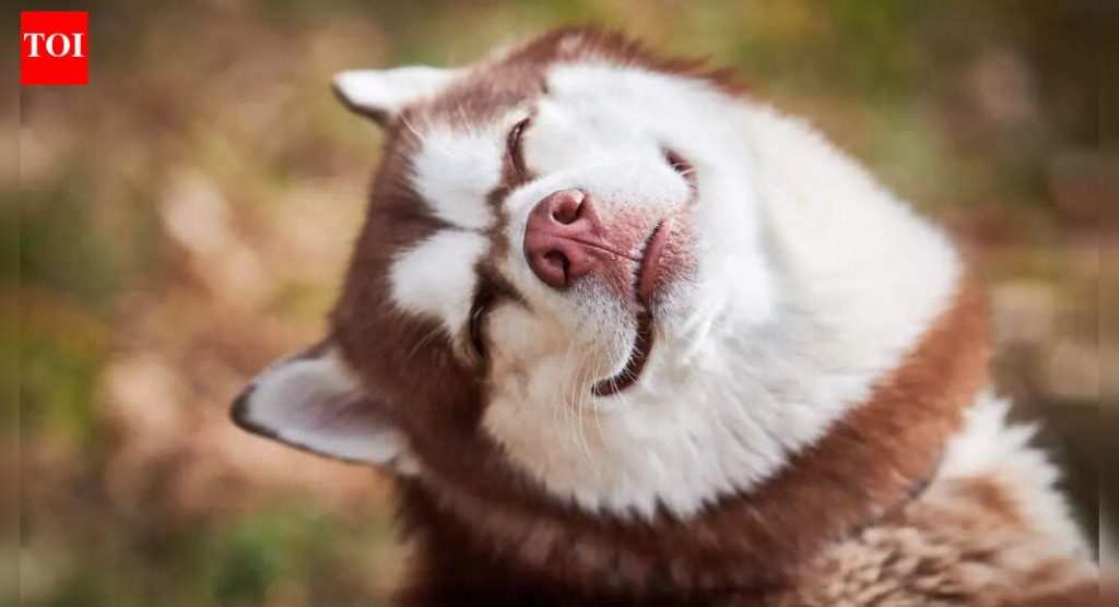 कुत्रे हसतात का आणि तुमचा कुत्रा खरोखर आनंदी असतो हे कसे ओळखावे |