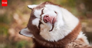 कुत्रे हसतात का आणि तुमचा कुत्रा खरोखर आनंदी असतो हे कसे ओळखावे |