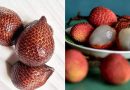 स्नेक फ्रूट विरुद्ध लिची फळ: पौष्टिक मूल्य, फायदे आणि चव यातील प्रमुख फरक |