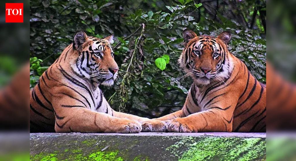 मध्यप्रदेशात आठवडाभरात 6 व्या वाघाचा मृत्यू, वार्षिक टोल विक्रमी 54 | भोपाळ बातम्या