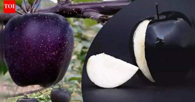 ब्लॅक डायमंड सफरचंद: पौष्टिकतेने भरलेले दुर्मिळ विदेशी सुपरफ्रूट, अप्रतिम रंग आणि सर्व काही त्याच्या दुर्मिळतेबद्दल |