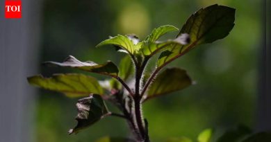 मधुमेहासाठी तुळशी: पवित्र तुळस रक्तातील साखर नियंत्रणास कशी मदत करते, इन्सुलिन संवेदनशीलता सुधारते, तणाव कमी करते आणि एकूणच आरोग्य वाढवते |