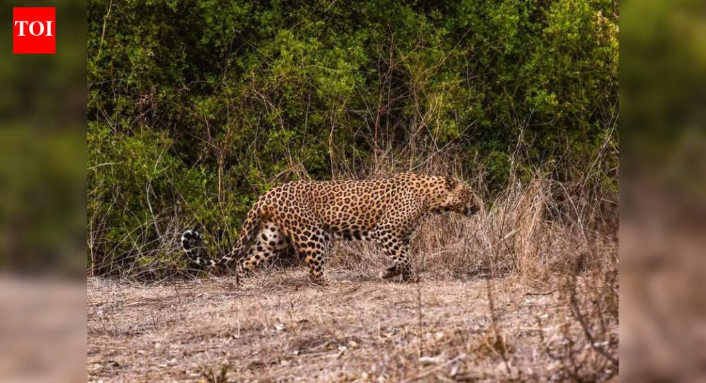 पुण्यातील जुन्नरमध्ये बिबट्याच्या हल्ल्यात 8 वर्षीय मुलाचा मृत्यू; ऑक्टोबरपासून चौथी मानवी जीवितहानी पुणे बातम्या