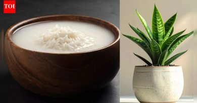 रोपांसाठी तांदळाचे पाणी: या साध्या स्वयंपाकघरातील उरलेल्या 10 झाडे निरोगी वाढतात |