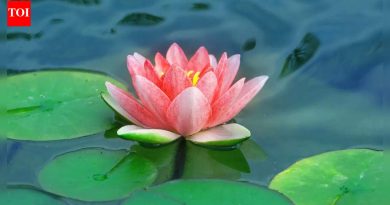 शतकानुशतके पारंपारिक स्वयंपाकाचा भाग असलेली 10 खाद्य भारतीय फुले |