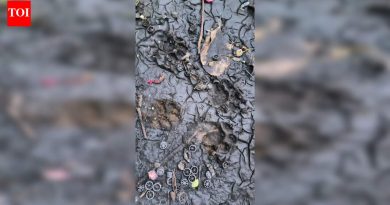आता केशवनगर सोसायट्यांमध्ये बिबट्या दिसला