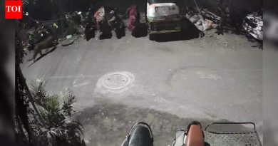 केशवनगर दर्शनानंतर एक दिवस कुंभारवाड्यात बिबट्या जवळच दिसला