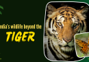भारतातील 8 प्रतिष्ठित वन्यजीव अभयारण्य जेथे वाघ हे तारेचे आकर्षण नाही