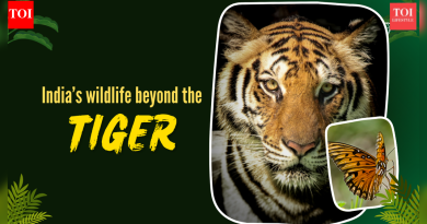 भारतातील 8 प्रतिष्ठित वन्यजीव अभयारण्य जेथे वाघ हे तारेचे आकर्षण नाही