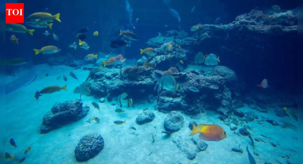 एक्वैरियममधील तपकिरी शैवाल: ते कशामुळे होते, ते कसे काढायचे आणि परत येण्यापासून रोखायचे |