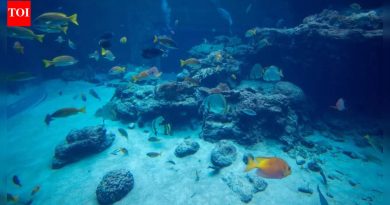 एक्वैरियममधील तपकिरी शैवाल: ते कशामुळे होते, ते कसे काढायचे आणि परत येण्यापासून रोखायचे |