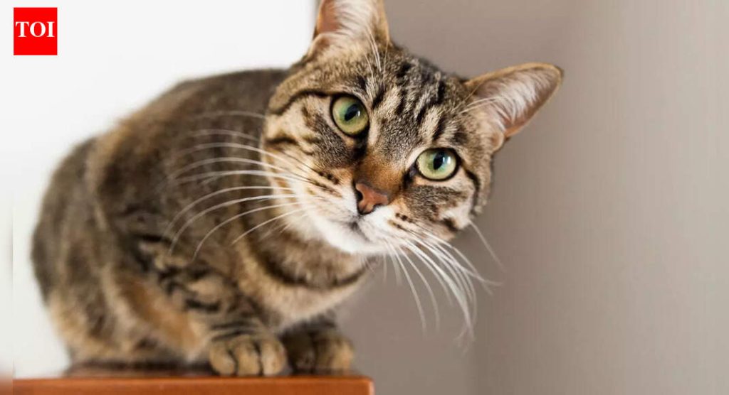 तुमची मांजर मध्यरात्री तुमच्याकडे का पाहते |