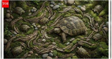 ऑप्टिकल भ्रम: फक्त बाजा डोळ्यांनी या चित्रातील सर्व लपलेले कासव 20 सेकंदांच्या आत शोधू शकतात!