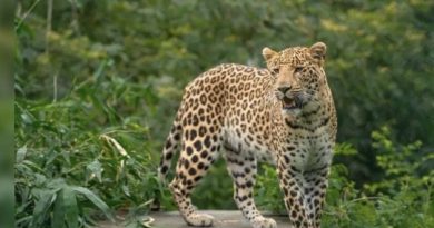 जुन्नरमध्ये बिबट्या बचाव केंद्र फुटले, 113 मोठ्या मांजरी जागेत अडकल्या म्हणजे 45 जण नियमांचे उल्लंघन