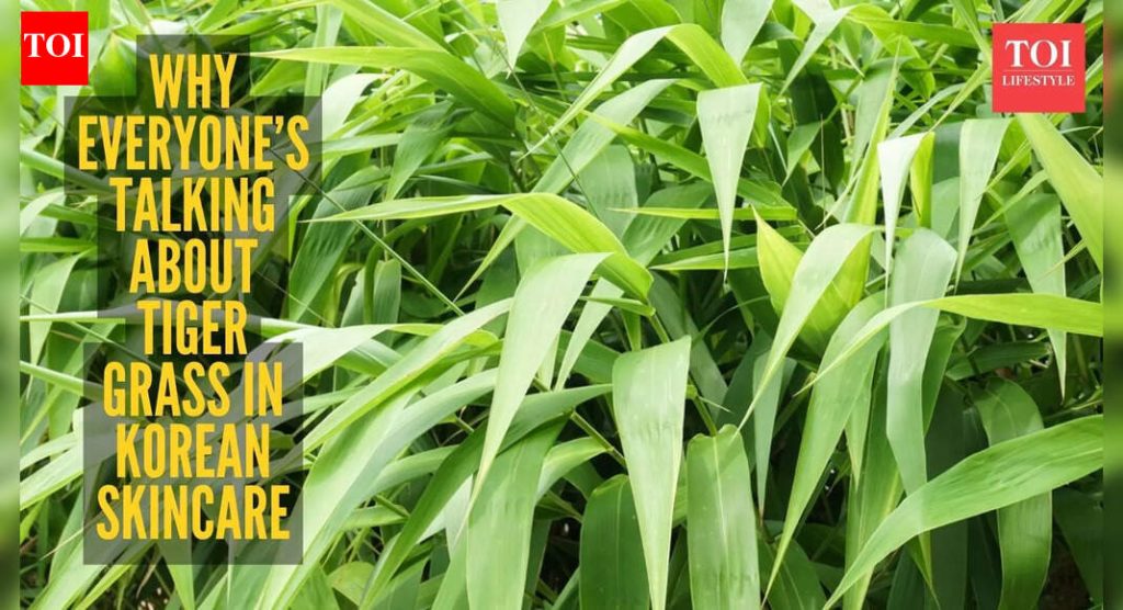 टायगर ग्रास हा वर्षातील कोरियन सौंदर्याचा घटक आहे, तुम्ही ते प्रत्यक्षात कसे वापरू शकता ते येथे आहे