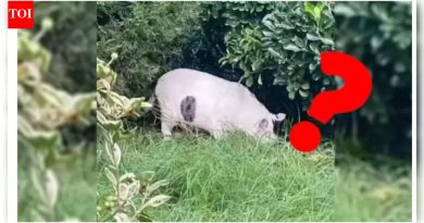 हे डुक्कर आहे की मांजर? हा व्हायरल ऑप्टिकल भ्रम तुम्हाला तुमचे डोके खाजवेल |