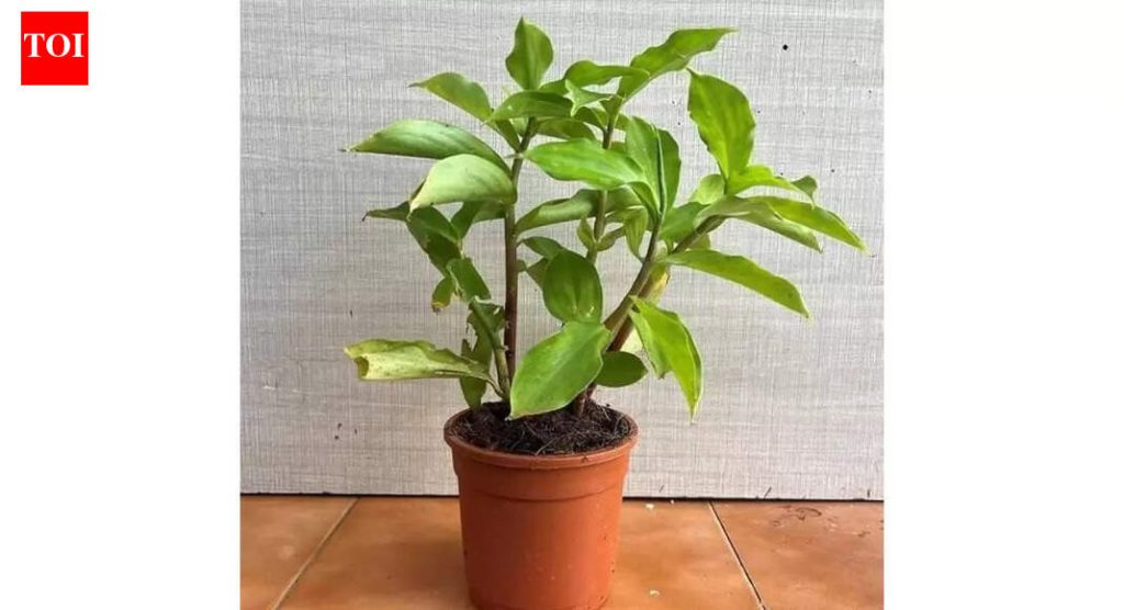 घरी ‘इन्सुलिन प्लांट’ कसे वाढवायचे: फायदे आणि काळजी टिप्ससह घरातील बागकाम मार्गदर्शक |