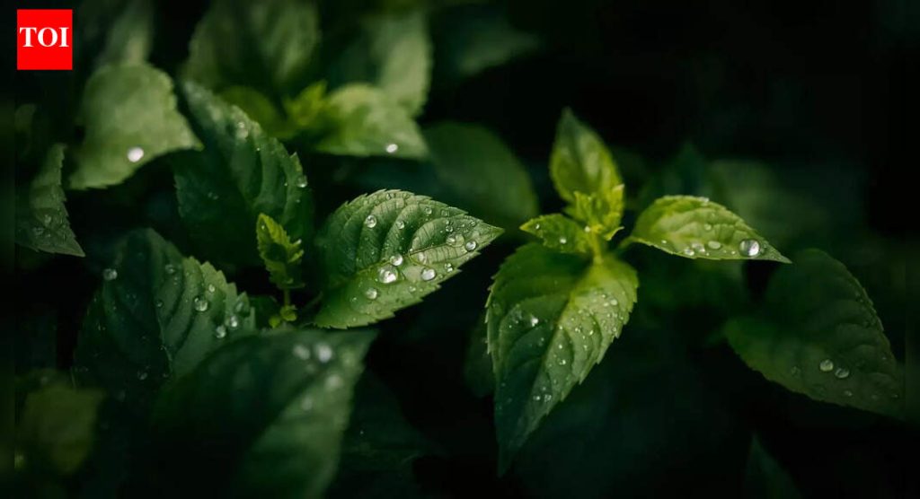 दिवसाच्या या वेळी पाणी दिल्याने तुमच्या बागेत बुरशीजन्य रोग होऊ शकतात