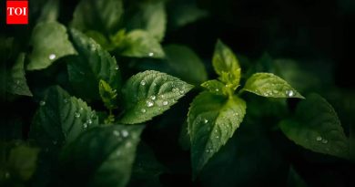 दिवसाच्या या वेळी पाणी दिल्याने तुमच्या बागेत बुरशीजन्य रोग होऊ शकतात