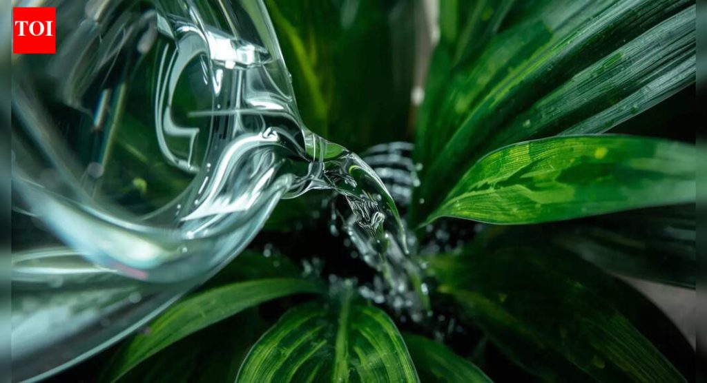 एक्वैरियमचे पाणी फेकून देऊ नका! हे खतांशिवाय वनस्पती वाढण्यास मदत करू शकते |