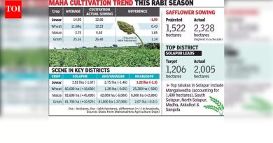 पुणे विभागात करडई पेरणीने उद्दिष्ट 150% ओलांडले, सोलापूरमध्ये वाढ