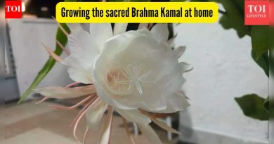 हे दुर्मिळ हिमालयीन फूल नशीब आणते असे म्हटले जाते — घरी पवित्र ब्रह्म कमल कसे वाढवायचे?