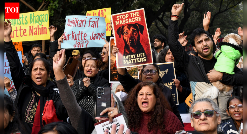 ‘त्यांना तुमच्या घरी घेऊन जा’: भटक्या कुत्र्यांना खायला घालणाऱ्यांना सर्वोच्च न्यायालयाचा सवाल; राज्यांसाठी नुकसानभरपाई चेतावणी