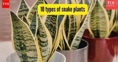 10 प्रकारचे साप रोपे तुम्ही घरी सहज वाढवू शकता: टिपा आणि बरेच काही |