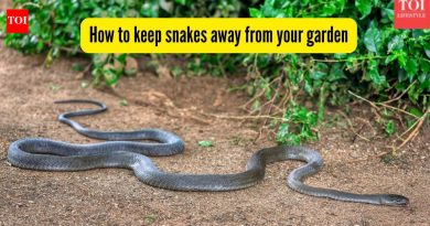 तुमच्या बागेत साप? या 6 वनस्पती त्यांना नैसर्गिकरित्या दूर ठेवण्यास मदत करू शकतात |