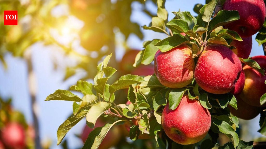 हिमाचलमधील शेतकरी त्यांच्या सफरचंद बागांमध्ये बर्फ वापरत आहेत: त्यामागील कारण आणि काय होत आहे ते जाणून घ्या |